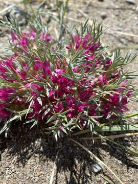 Image of Oxytropis aciphylla Ledeb.