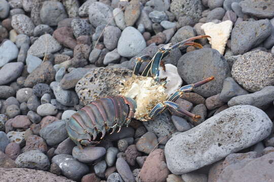 Image of Pronghorn Spiny Lobster