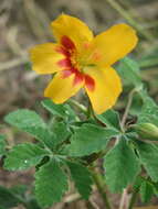 Imagem de Cochlospermum wrightii (A. Gray) Byng & Christenh.