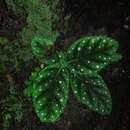 Image of Gloxinia erinoides (DC.) Roalson & Boggan