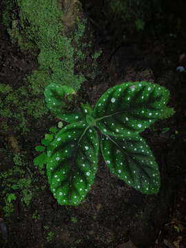 Image of Gloxinia erinoides (DC.) Roalson & Boggan