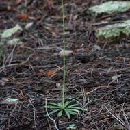 Pennellia longifolia (Benth.) Rollins的圖片