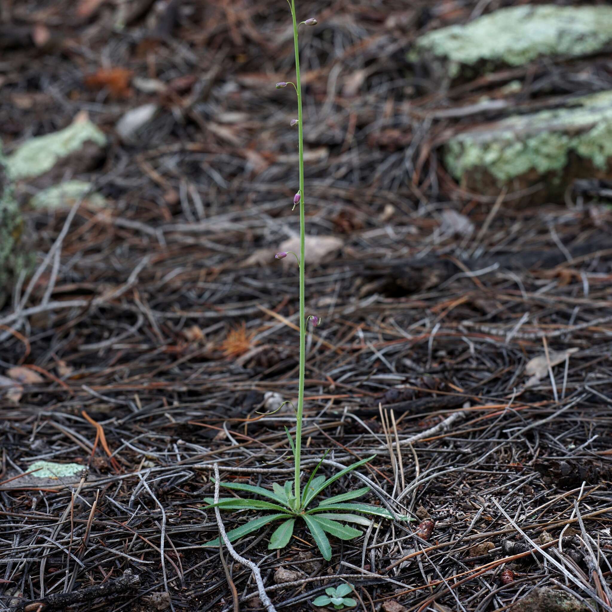 Image de Pennellia longifolia (Benth.) Rollins