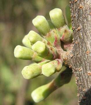 Image of Tapinanthus oleifolius (Wendl.) Danser