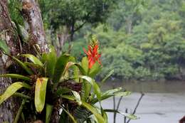 Image of Aechmea chantinii (Carrière) Baker