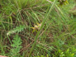 Image of Aspidoglossum woodii (Schltr.) F. K. Kupicha