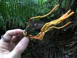 Plancia ëd Ophiocordyceps melolonthae (Tul. & C. Tul.) G. H. Sung, J. M. Sung, Hywel-Jones & Spatafora 2007