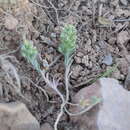 Image of Alyssum granatense Boiss. & Reut.