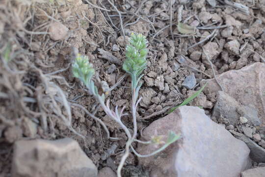 Image of Alyssum granatense Boiss. & Reut.