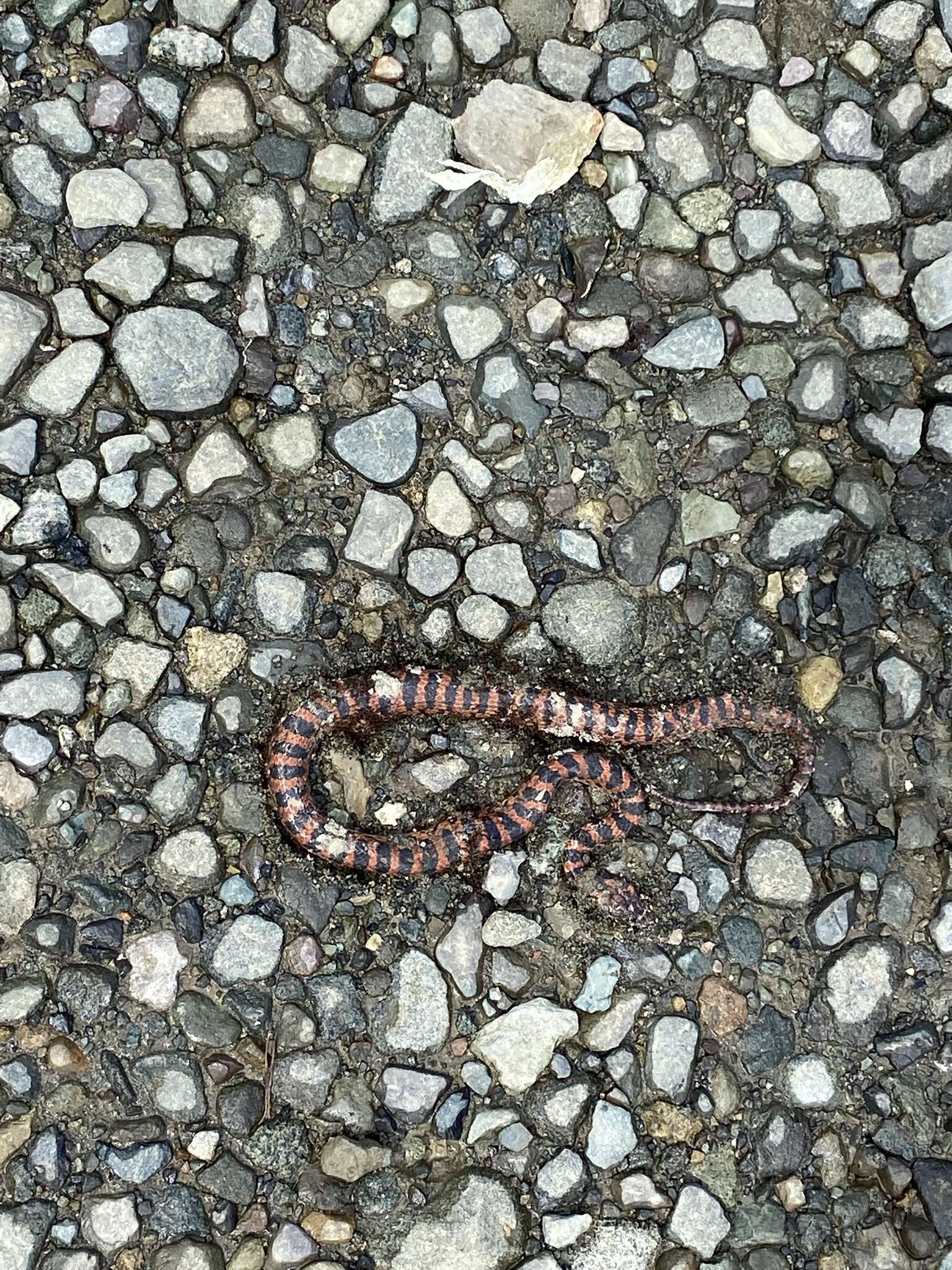 Leptodeira rubricata (Cope 1893) resmi