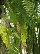 Image of Seychelles Tiger Chameleon