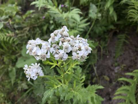 Image of big-leaf yarrow