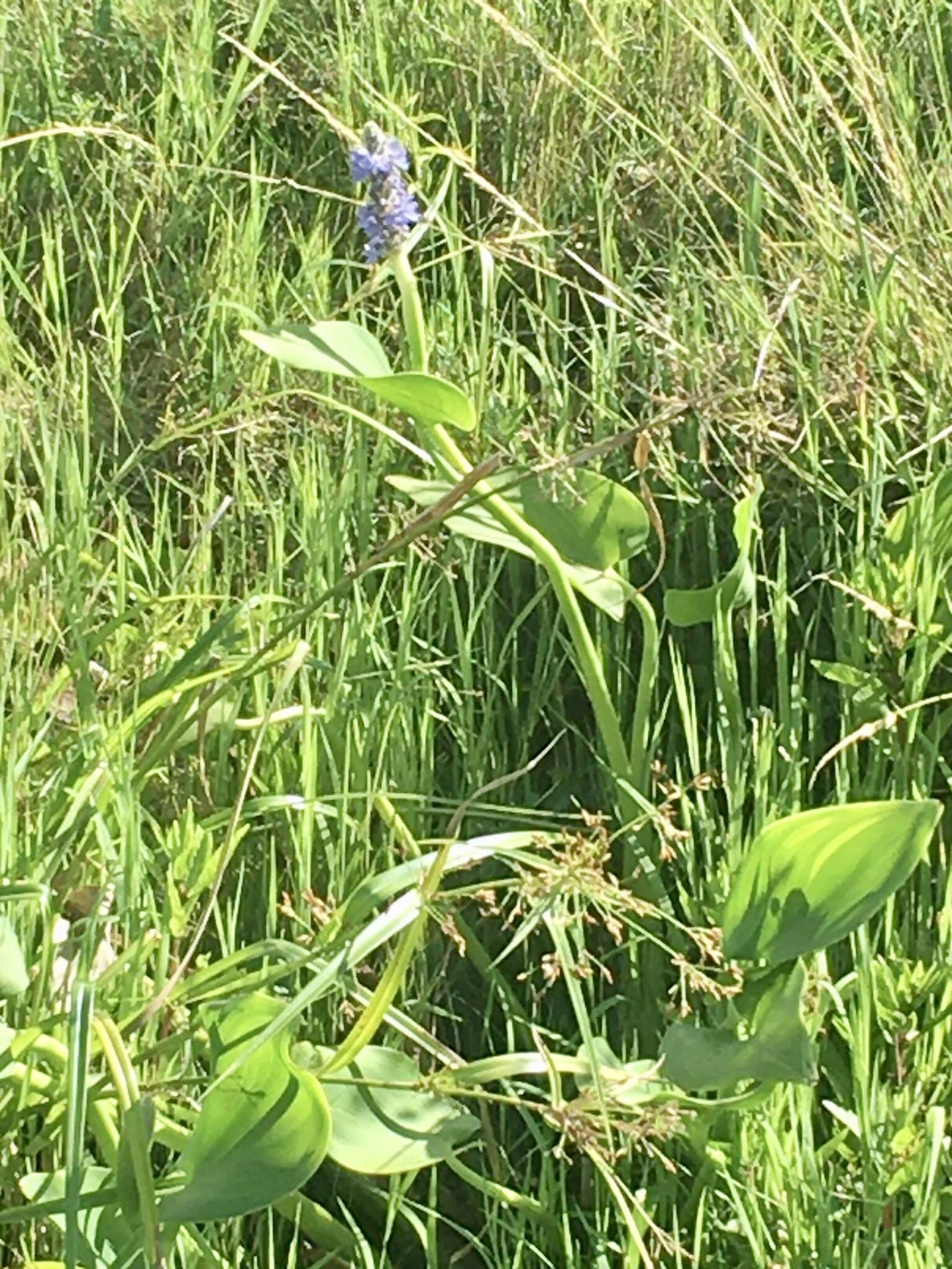 Image of Tropical Pickerelweed