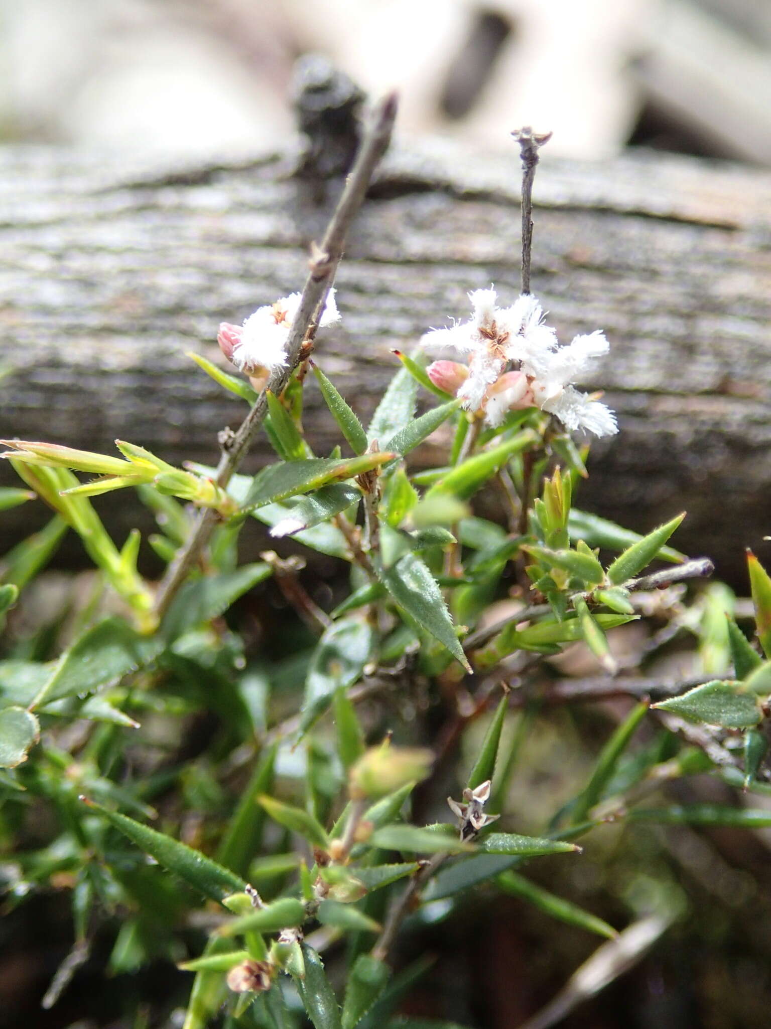 Image of Leucopogon virgatus var. virgatus