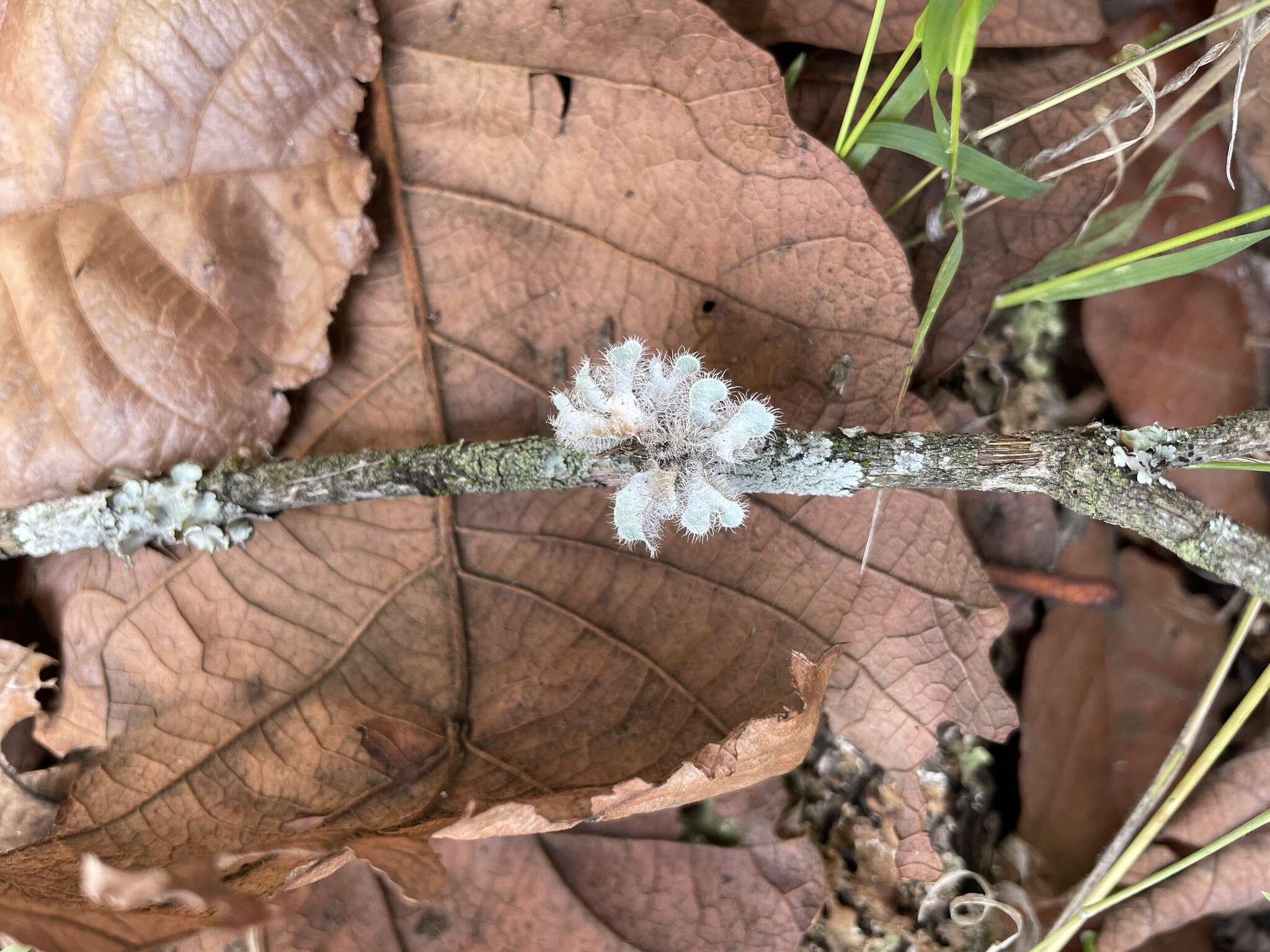 Image of Heterodermia comosa (Eschw.) Follmann & Redón