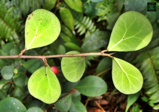 Слика од Ficus deltoidea Jack