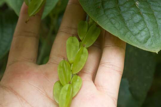 Imagem de Dioscorea piperifolia Humb. & Bonpl. ex Willd.