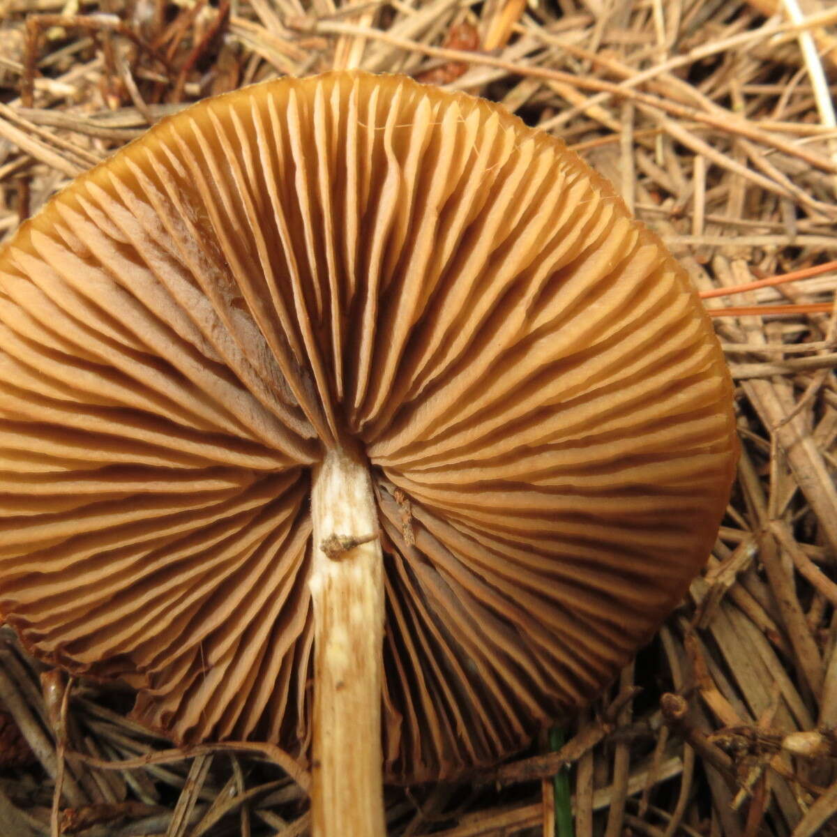 صورة Entoloma cuneatum (Bres.) M. M. Moser 1978