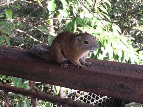 Callosciurus orestes (Thomas 1895)的圖片