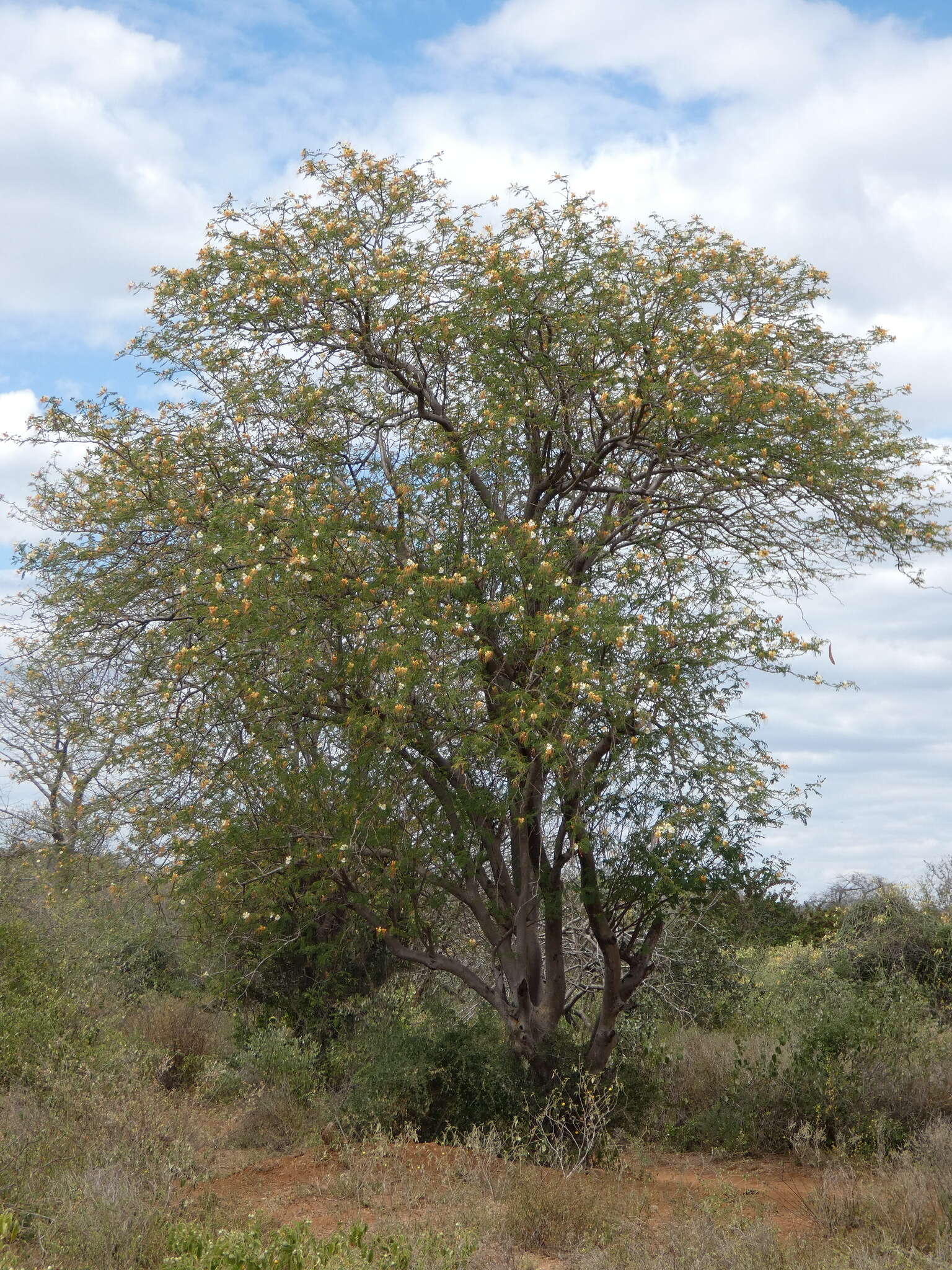 Image of Creamy Peacock Flower