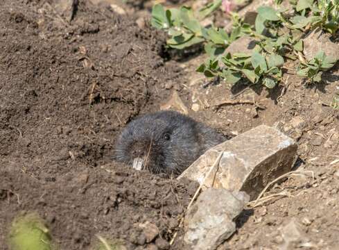 Image of Northern Mole Vole