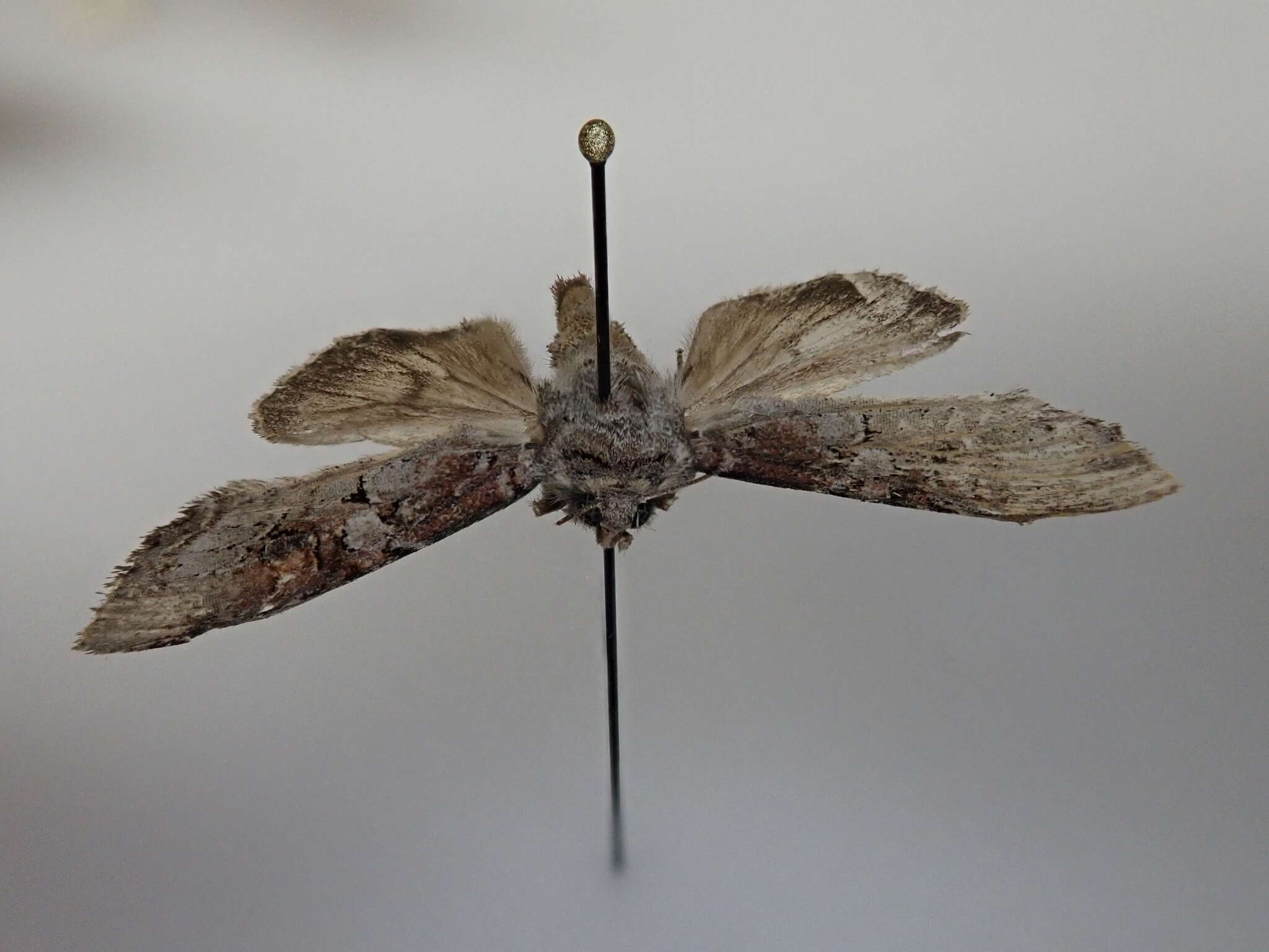 Image of Striped Garden Caterpillar