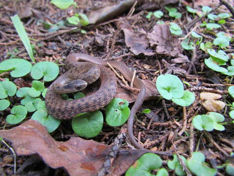 Image of Mexican Brown Snake