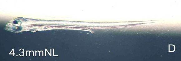 Image of <i>Bleekeria mitsukurii</i> Jordan & Evermann 1902