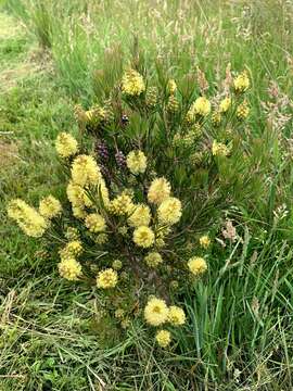 Sivun Callistemon pityoides Miq. kuva