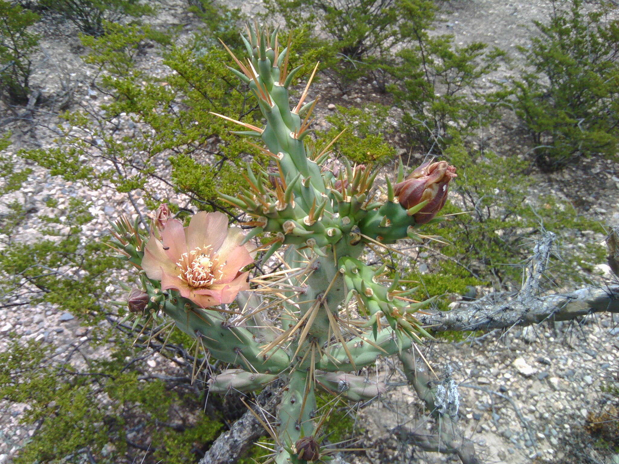 Image of Cylindropuntia × antoniae