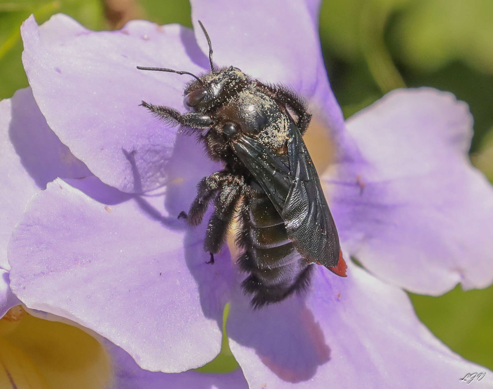 Xylocopa fimbriata Fabricius 1804 resmi