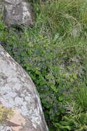 Image of Plectranthus grallatus Briq.