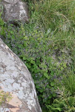 صورة Plectranthus grallatus Briq.