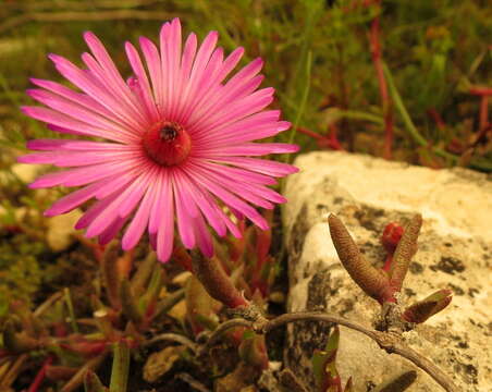 صورة Cephalophyllum rostellum (L. Bo I.) H. E. K. Hartm.