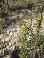 Image de Brickellia dentata (DC.) Sch. Bip.