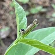 Plancia ëd Neodiprion sertifer (Geoffroy)