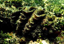 Image de Tridacna elongatissima Bianconi 1856