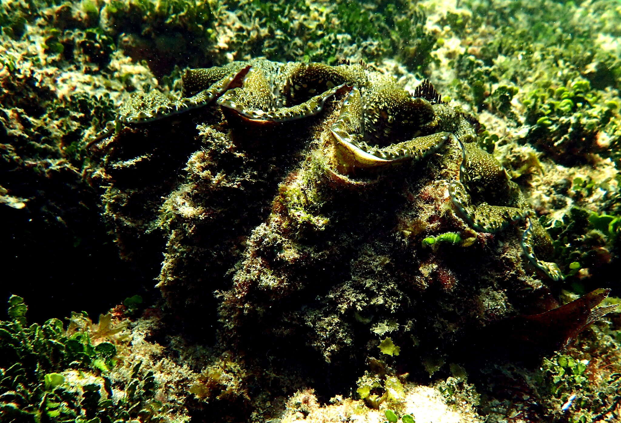 Image de Tridacna elongatissima Bianconi 1856