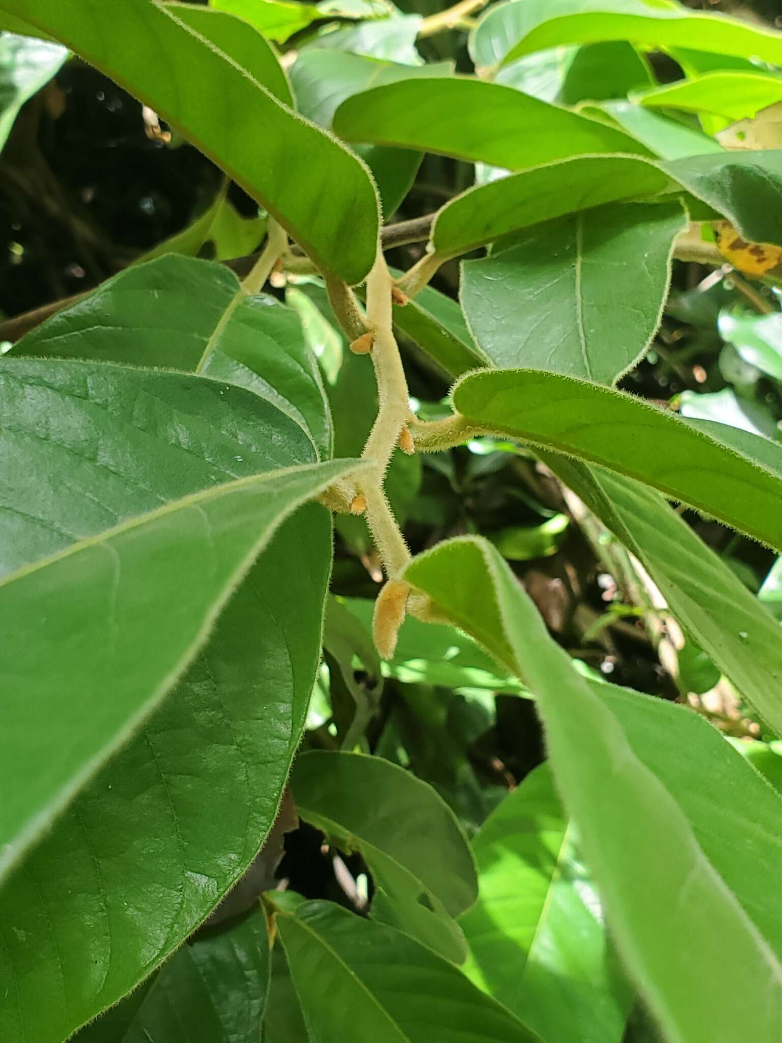 Image of Uvaria grandiflora Roxb. ex Hornem.