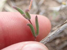 Imagem de Drosanthemum gracillimum L. Bol.