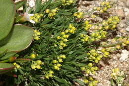 Imagem de Draba grayana (Rydb.) C. L. Hitchc.