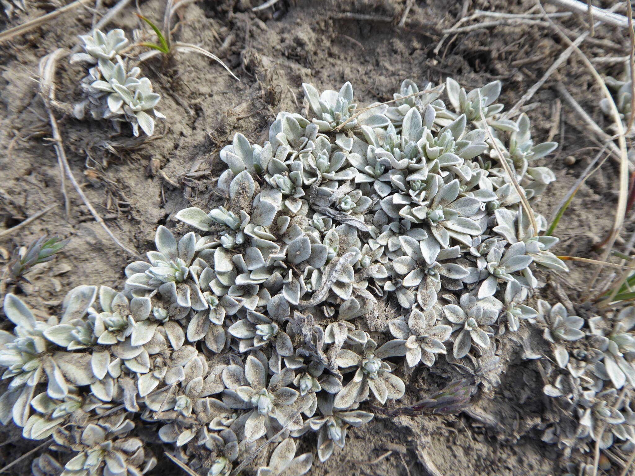 Imagem de Antennaria parvifolia Nutt.