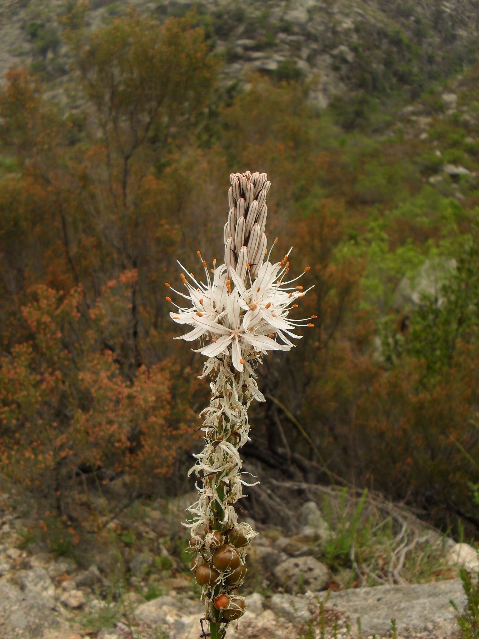 Image of Asphodelus macrocarpus Parl.