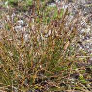 Juncus trifidus L. resmi