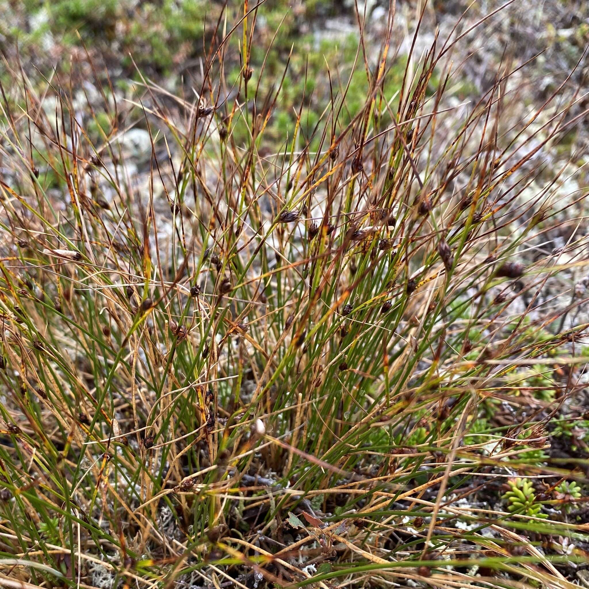 Juncus trifidus L. resmi