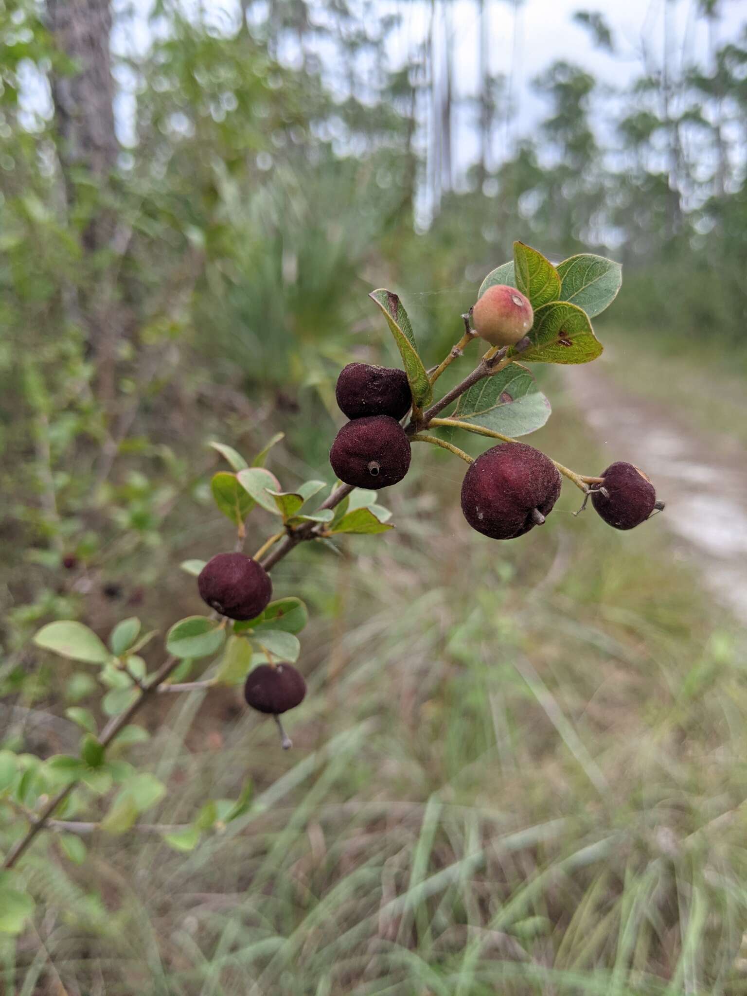 Image of Hammock Velvetseed