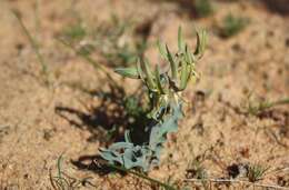 Imagem de Ornithoglossum gracile B. Nord.