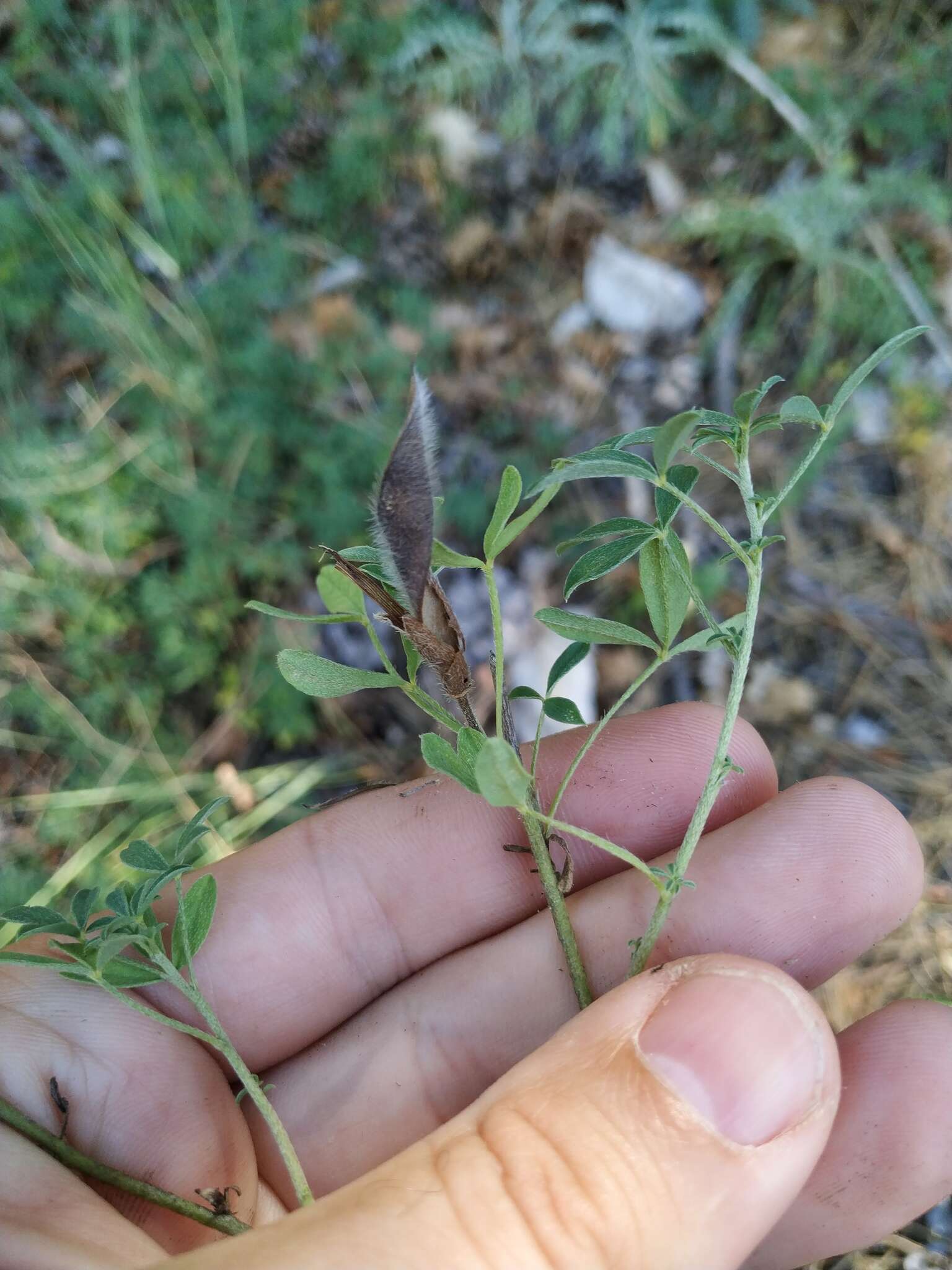 Image of Cytisus wulfii V. I. Krecz.