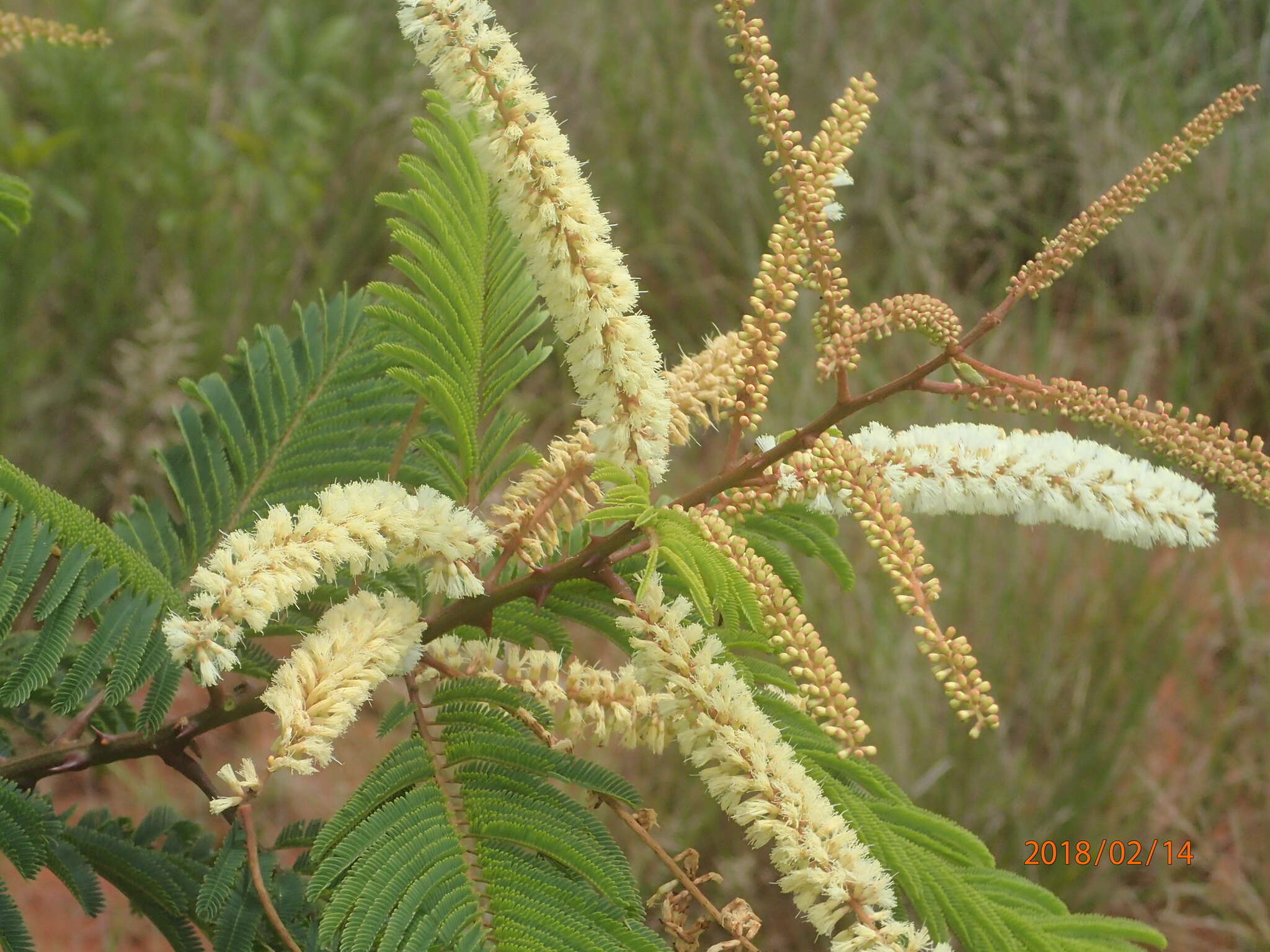 Senegalia ataxacantha (DC.) Kyal. & Boatwr.的圖片