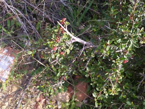 Image of Rhamnus myrtifolia Willk.